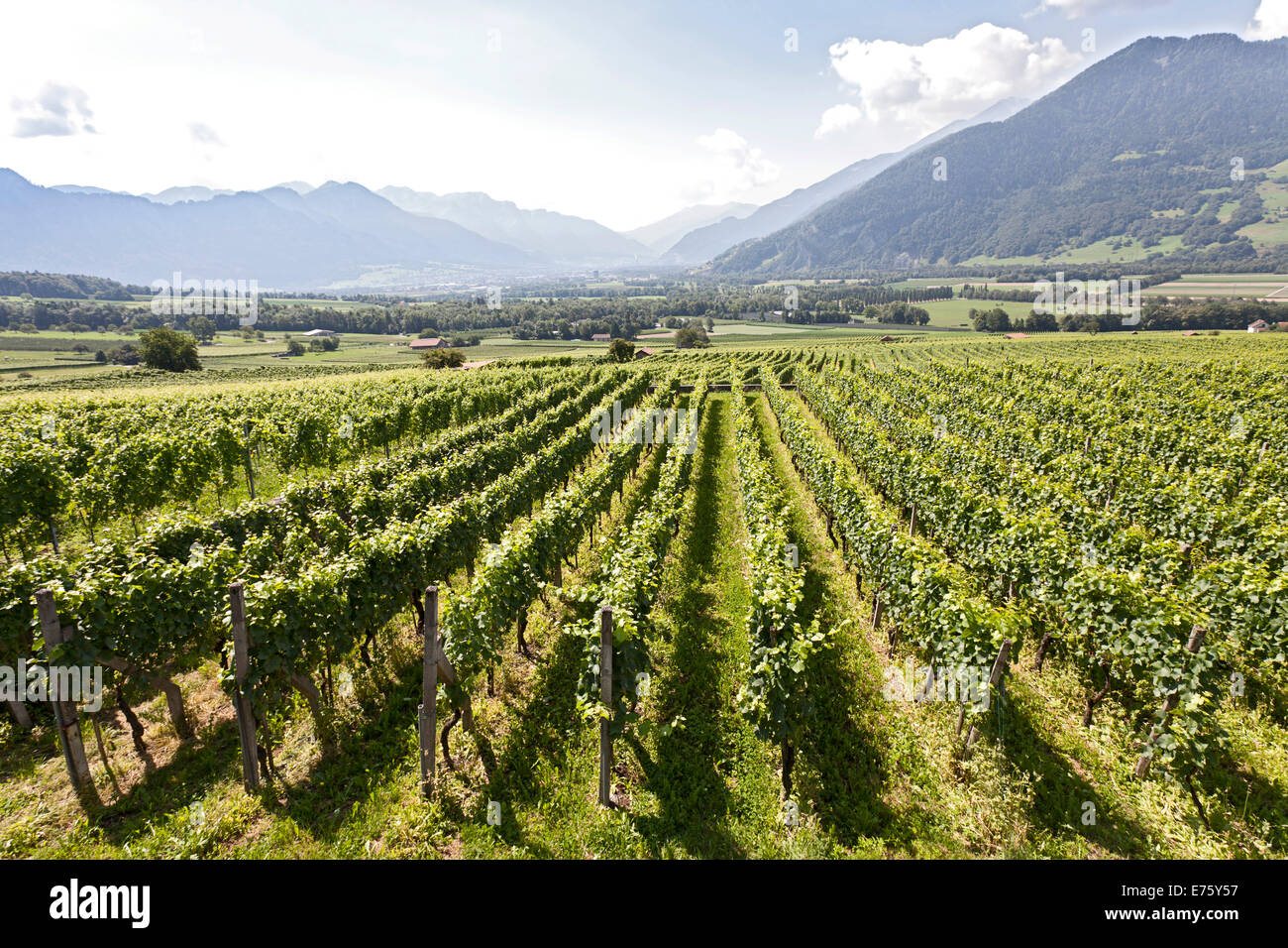 Weinberg, Weinbau, Aussicht auf das Rheintal, in der Nähe von Maienfeld, Graubünden, Schweiz Stockfoto
