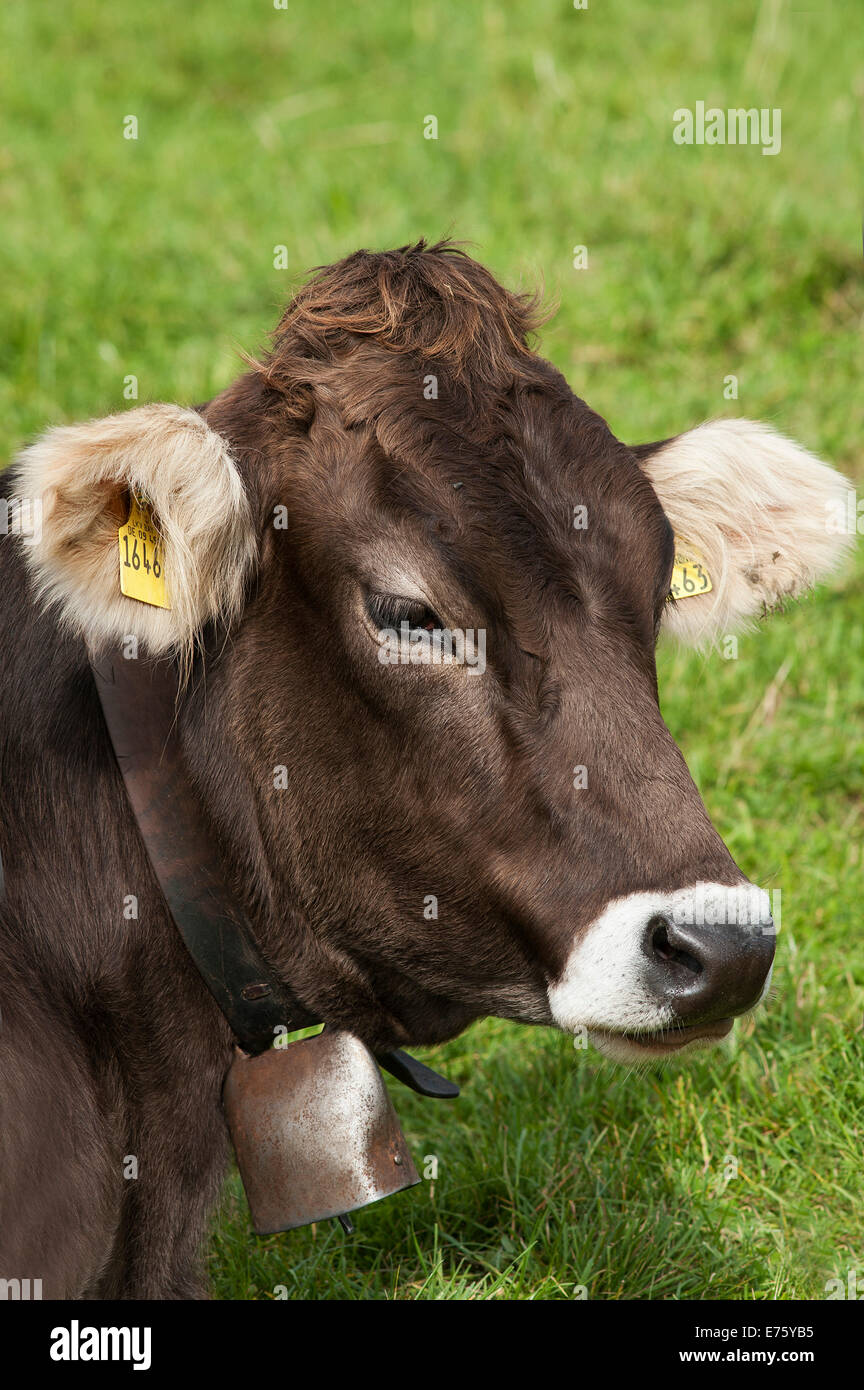 Braunvieh oder braune Rinder mit einer Glocke um den Hals liegen auf einer Weide, Oberallgäu, Allgäu, Bayern, Deutschland Stockfoto