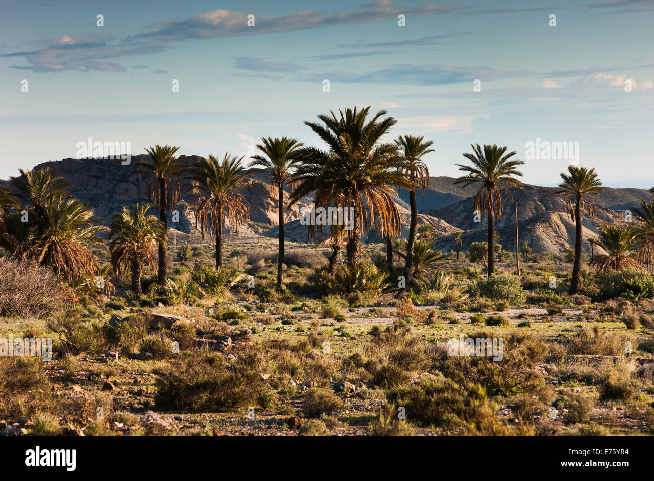 Palmen in der Wüste von Tabernas, Provinz Almeria, Andalusien, Spanien Stockfoto