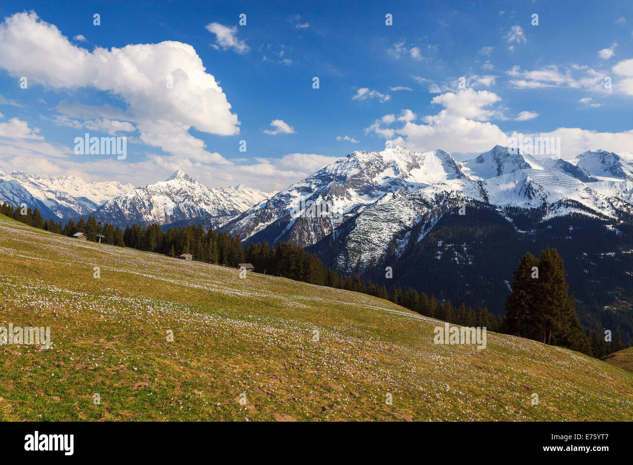 Krokus-Wiese in den Bergen, Zillertal-Tal, Tirol, Österreich Stockfoto