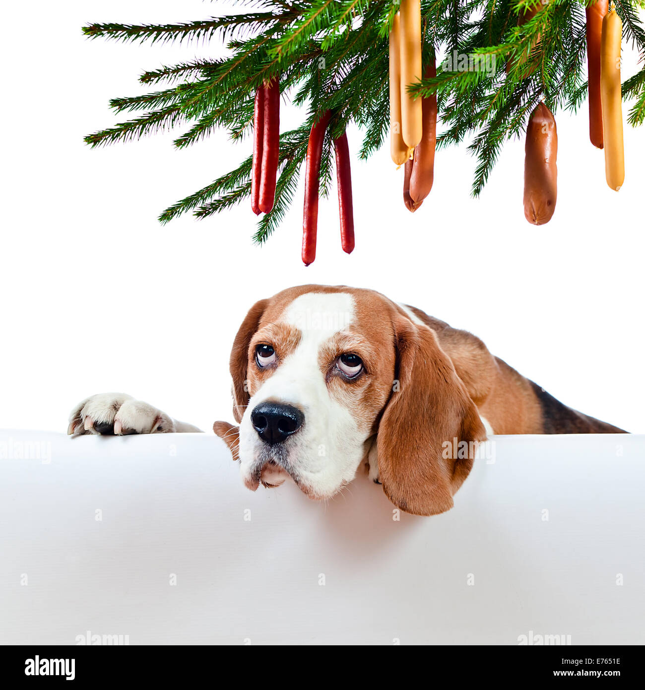 Der süße Beagle und seine Weihnachten Träume, isoliert auf weiss Stockfoto