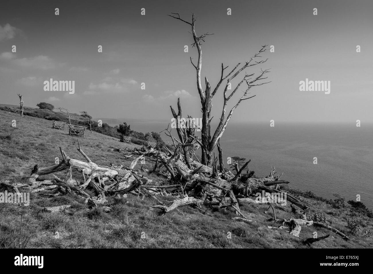 S/W von alten gefallenen Monterey Kiefernbäumen und neu gepflanzten Ersatz. Über Stoke Beach, South Hams. Devon. VEREINIGTES KÖNIGREICH Stockfoto