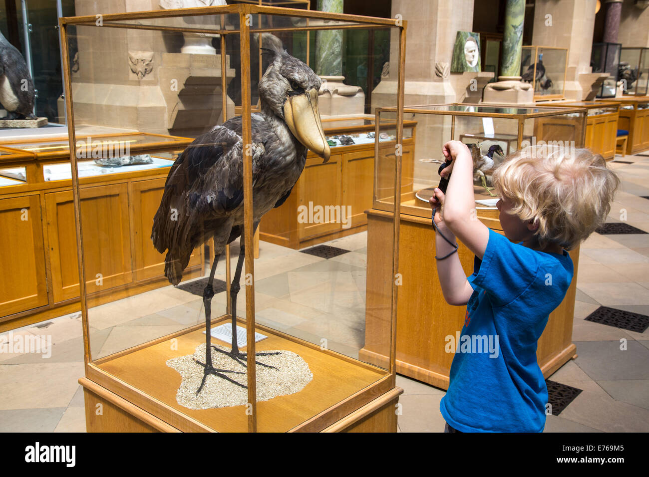Junge fotografieren eine gefüllte Wal leitete Stork, The Oxford National History Museum Stockfoto
