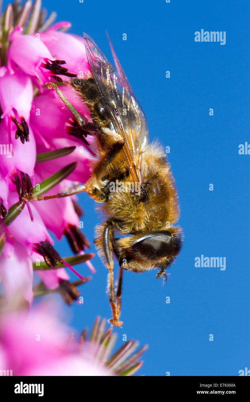 Hoverfly oder Dronefly (Eristalis Pertinax) Erwachsenen fliegen ruht auf Winter-blühende Heide, Erica x Darleyensis in einem Garten. Powys, Stockfoto