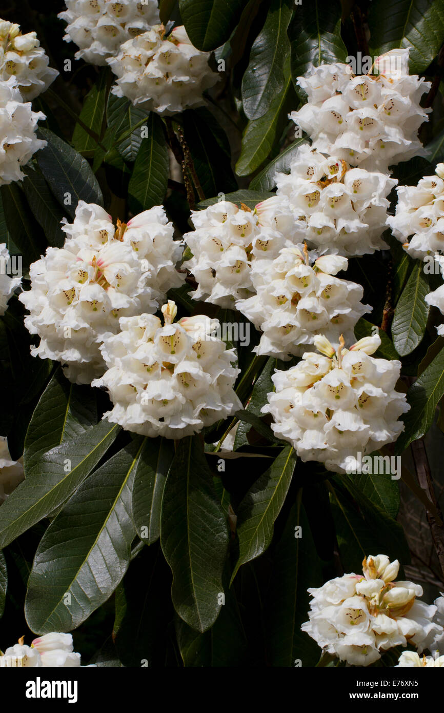 Big Tree Rhododendron (Rhododendron Protistum var. Giganteum) blühen im Garten. Herefordshire, England. März. Stockfoto