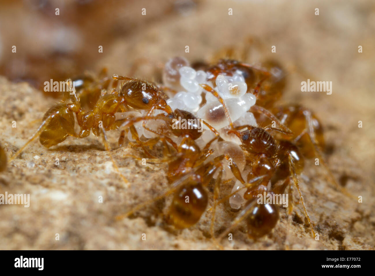 Mittelmeer dimorphen Ameise (Pheidole Pallidula) Arbeitnehmer tendenziell Larven und Eiern im Nest. Ile St. Martin, Aude, Frankreich. Stockfoto