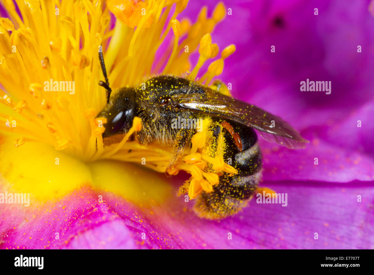 Einsame Biene (Früchte SP.) Erwachsenfrau Fütterung in einer grau-leaved Zistrose (Cistus Albidus) Blume, mit zwei Triungulins. Stockfoto
