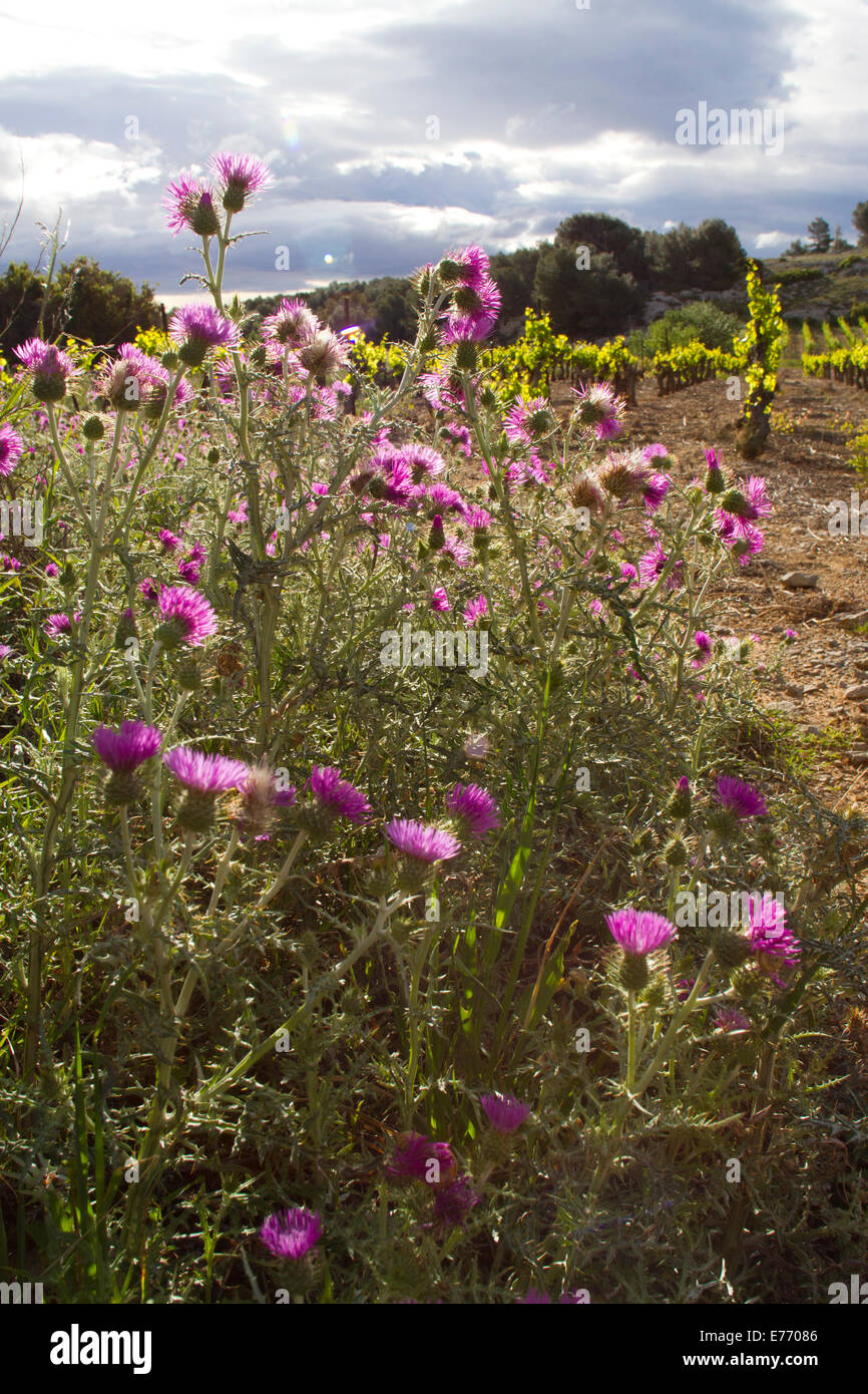 Galactites (Galactites Tomentosa) Disteln blühen am Rande eines Weinbergs. Ile St. Martin, Aude, Frankreich. Mai. Stockfoto