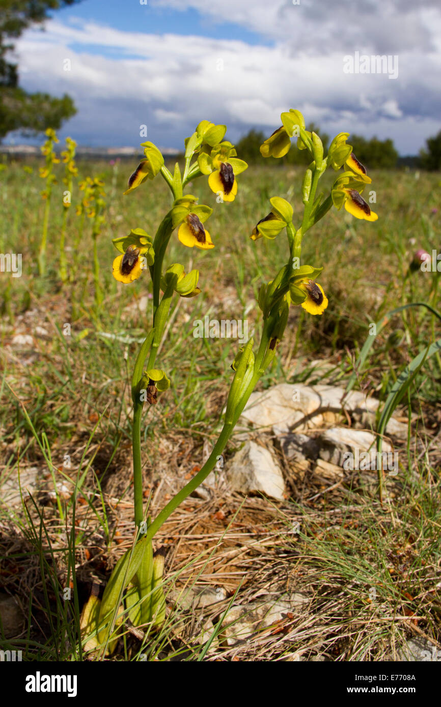 Gelbe Biene Orchideen (Ophrys Lutea) Blüte in offenen steinigen Lebensraum. Ile St. Martin, Aude, Frankreich. Mai. Stockfoto