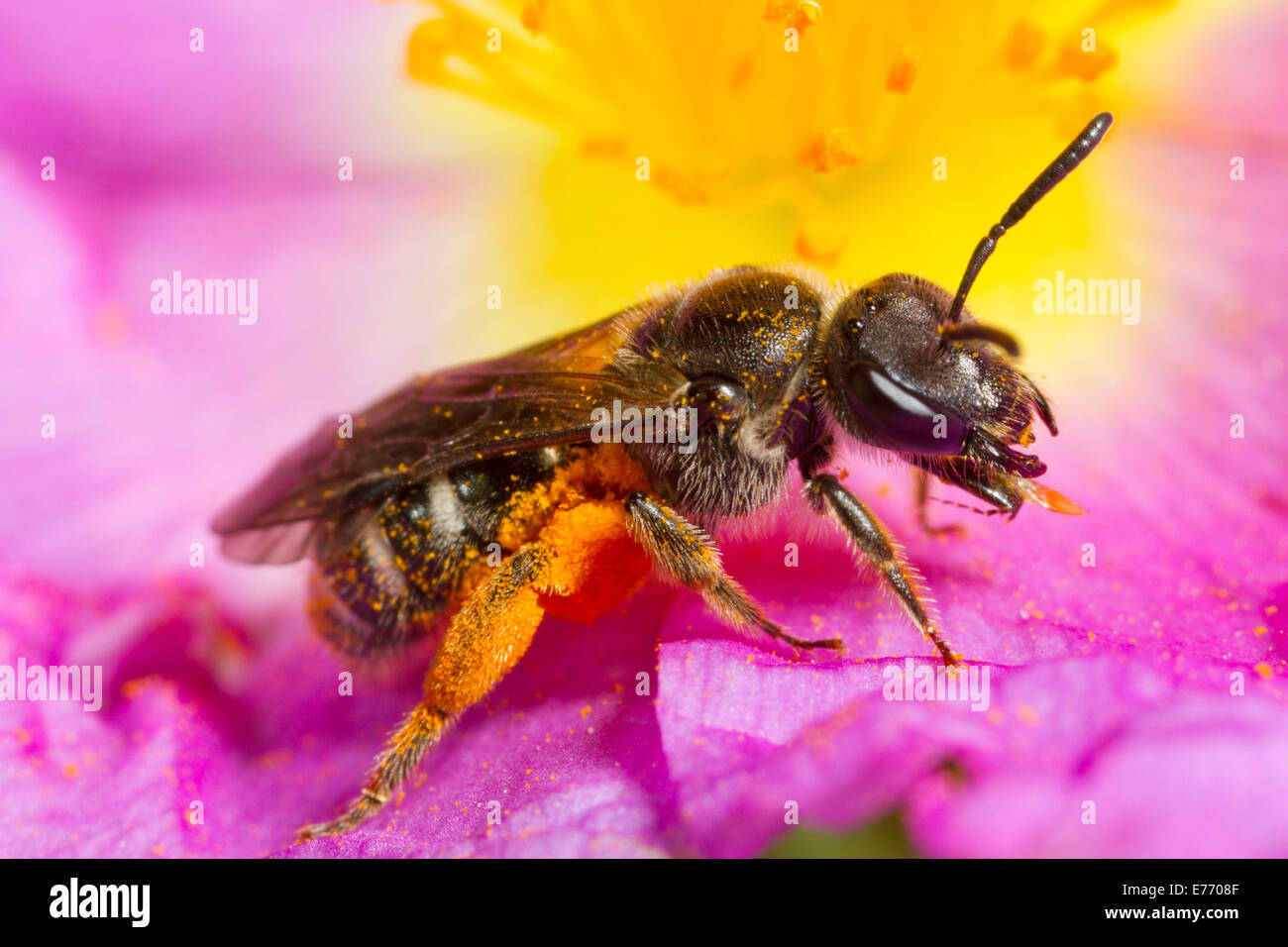 Einsame Biene (Früchte SP.) erwachsenes Weibchen sammeln Pollen in einer Blüte grau-leaved Zistrose (Cistus Albidus). Stockfoto