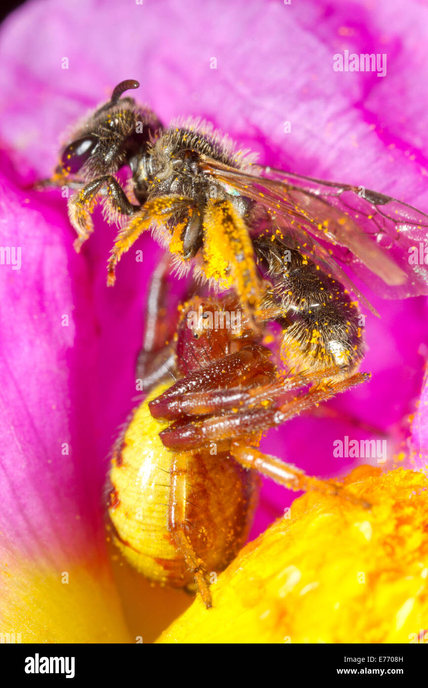 Napoleon Krabbenspinne (Synema Globosum) Erwachsenfrau Fütterung auf eine einsame Biene (Früchte sp.)  in einer grau-leaved Cistus-Blume Stockfoto