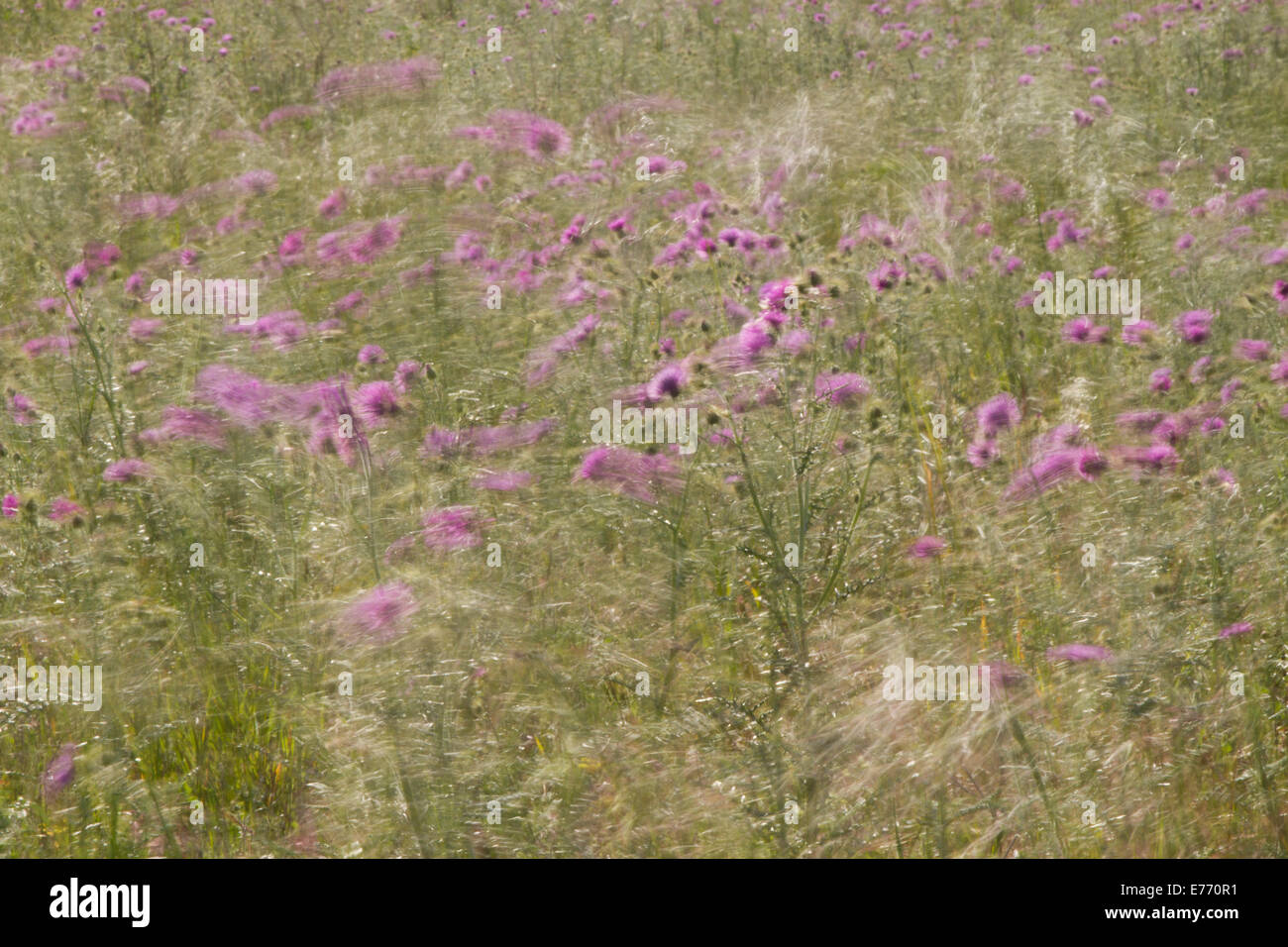 Galactites (Galactites Tomentosa) Disteln blühen an einem Patch von UN-Anbauflächen. Bei starkem Wind weht. Stockfoto