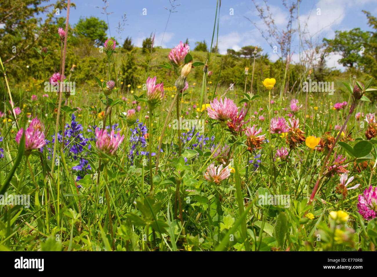 Beweidung Blumenwiese und Wacholder Gestrüpp in den Ausläufern der Pyrenäen, mit Rotklee, Kreuzblume, etc.. Stockfoto