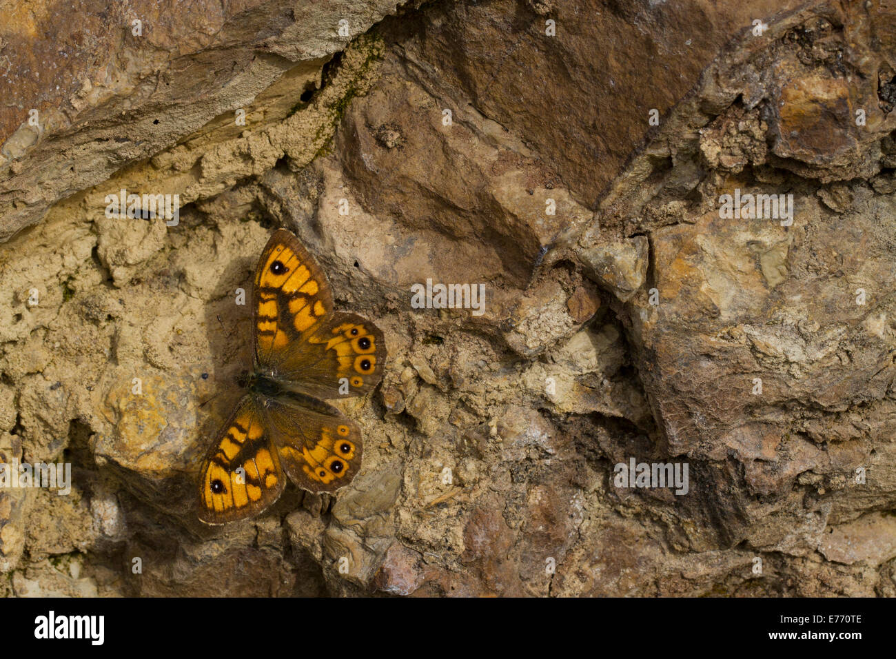 Wand braun Schmetterling (Lasiommata Megera) sonnen sich auf farbige ähnlich Rock. Ariege Pyrenäen, Frankreich. Mai. Stockfoto