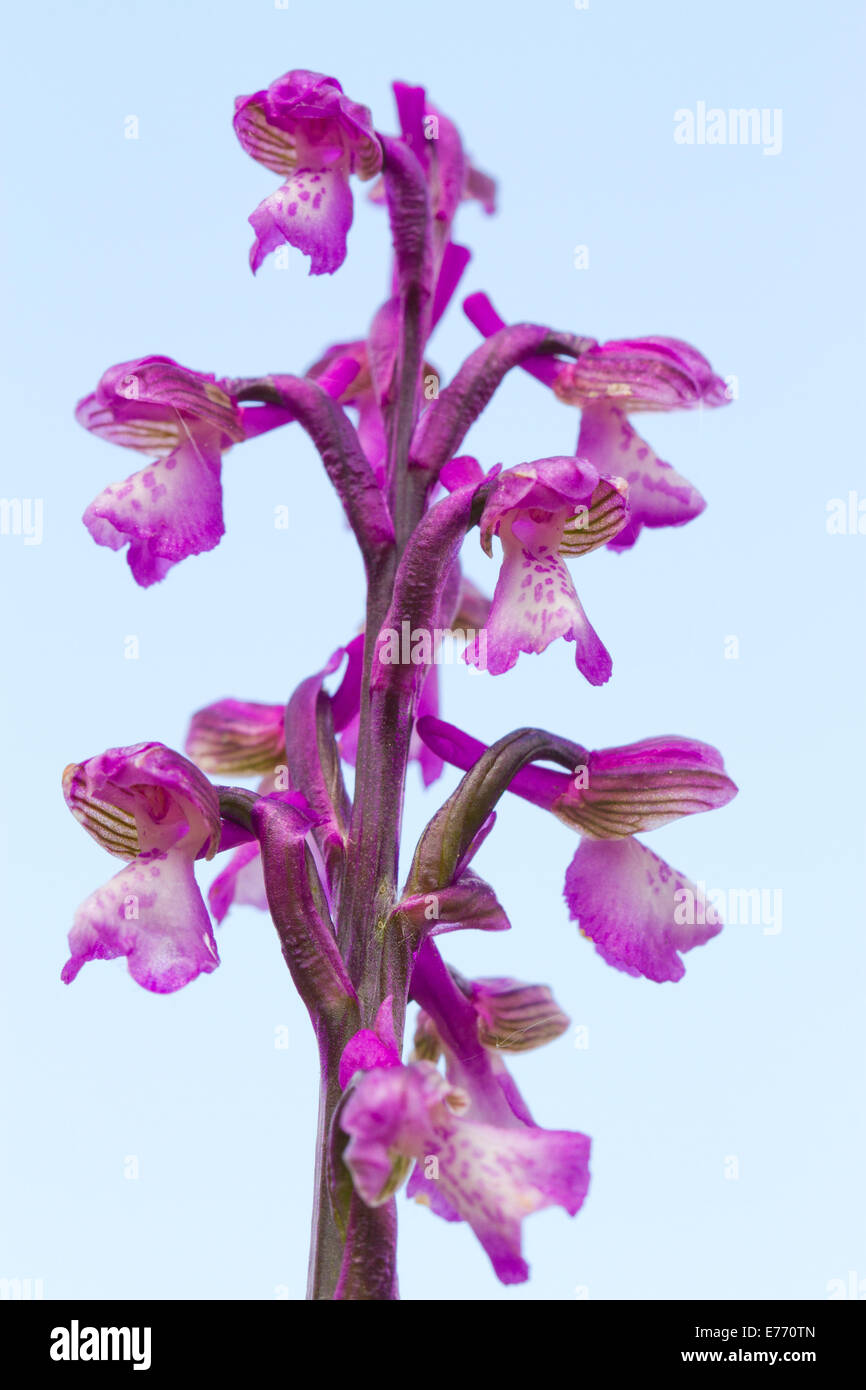 Green-winged Orchid (Anacamptis Morio) Blüte. Auf dem Causse de Gramat, viel Region, Frankreich. Mai. Stockfoto