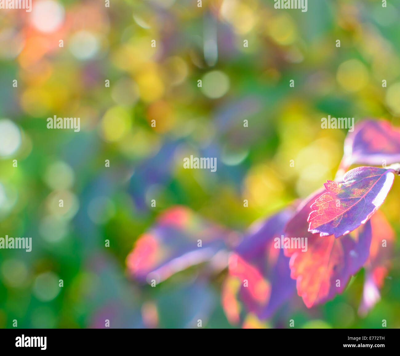 Bunter Herbst Bokeh Hintergrund mit Blättern. Prickelnd bunten Herbst mit rosa und gelbe Blätter. Stockfoto