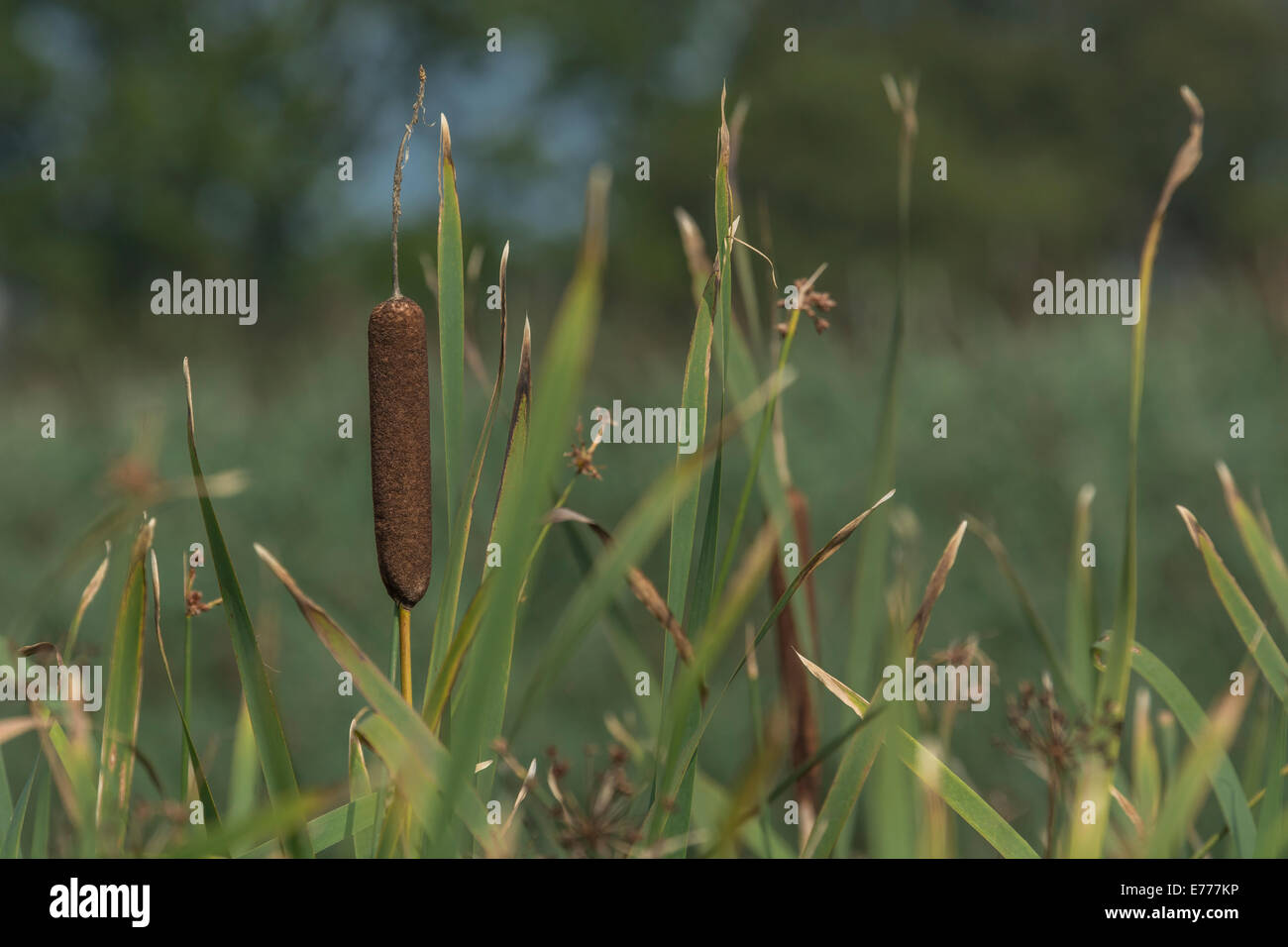 In der Nähe von Cat's-tail/größeren Reedmace/Rohrkolben Typha latifolia - Stockfoto