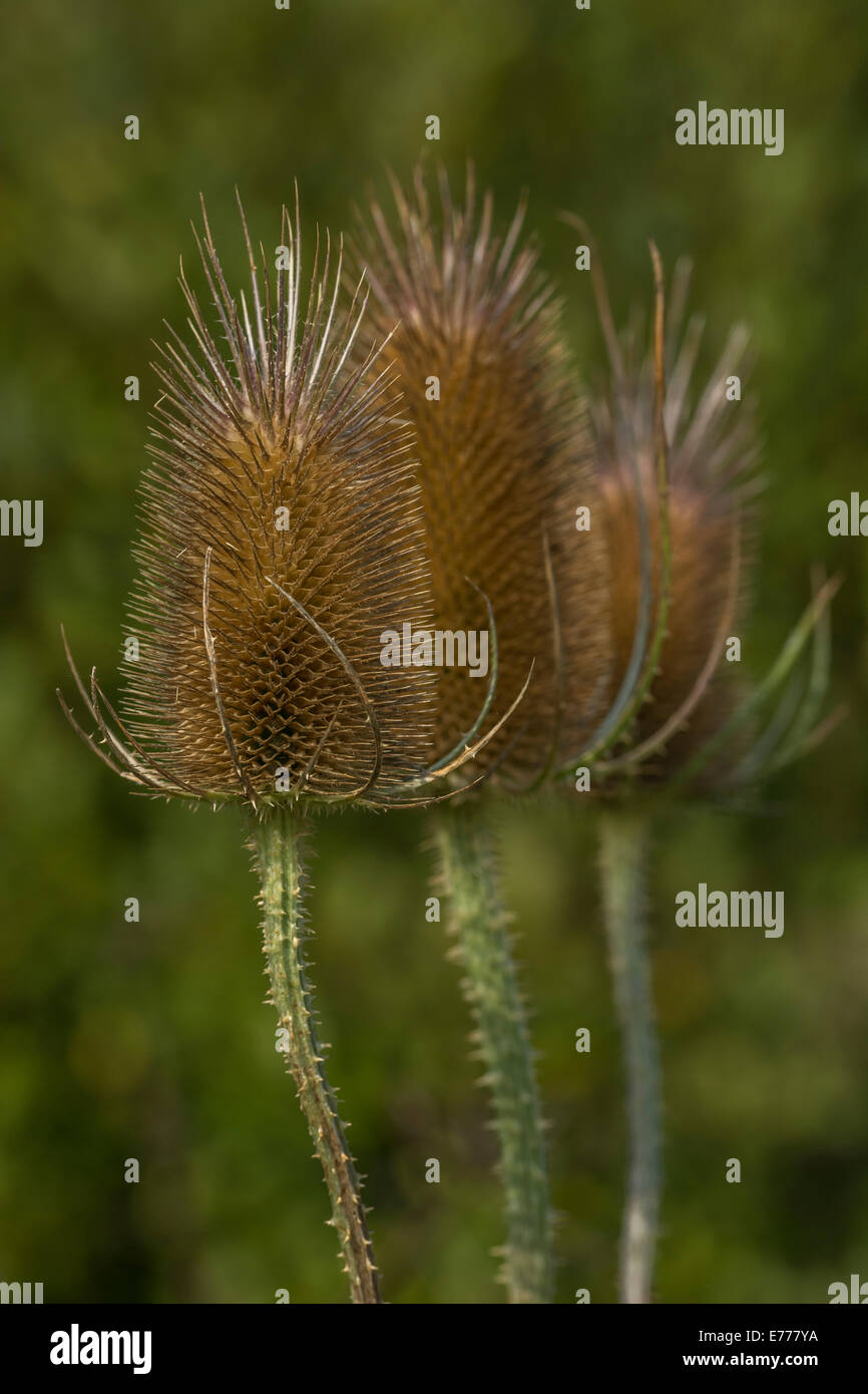 Nahaufnahme des Samenkopfes von Teasel / Dipsacus fullonum. Ehemalige Heilpflanze in pflanzlichen Heilmitteln & Quacksalzkuren verwendet. Stockfoto