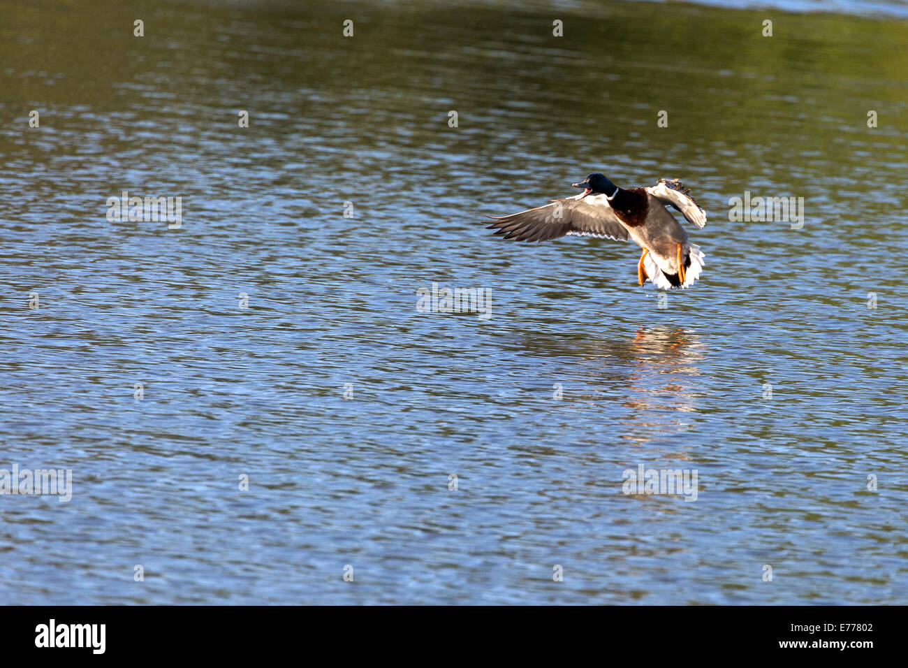 Mallard duck Landung auf dem Wasser. Norfolk Broads England UK Stockfoto