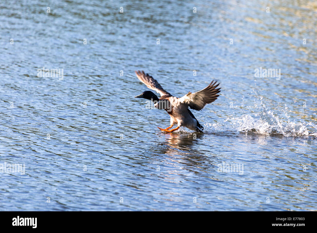 Mallard duck Landung auf dem Wasser. Norfolk Broads England UK Stockfoto