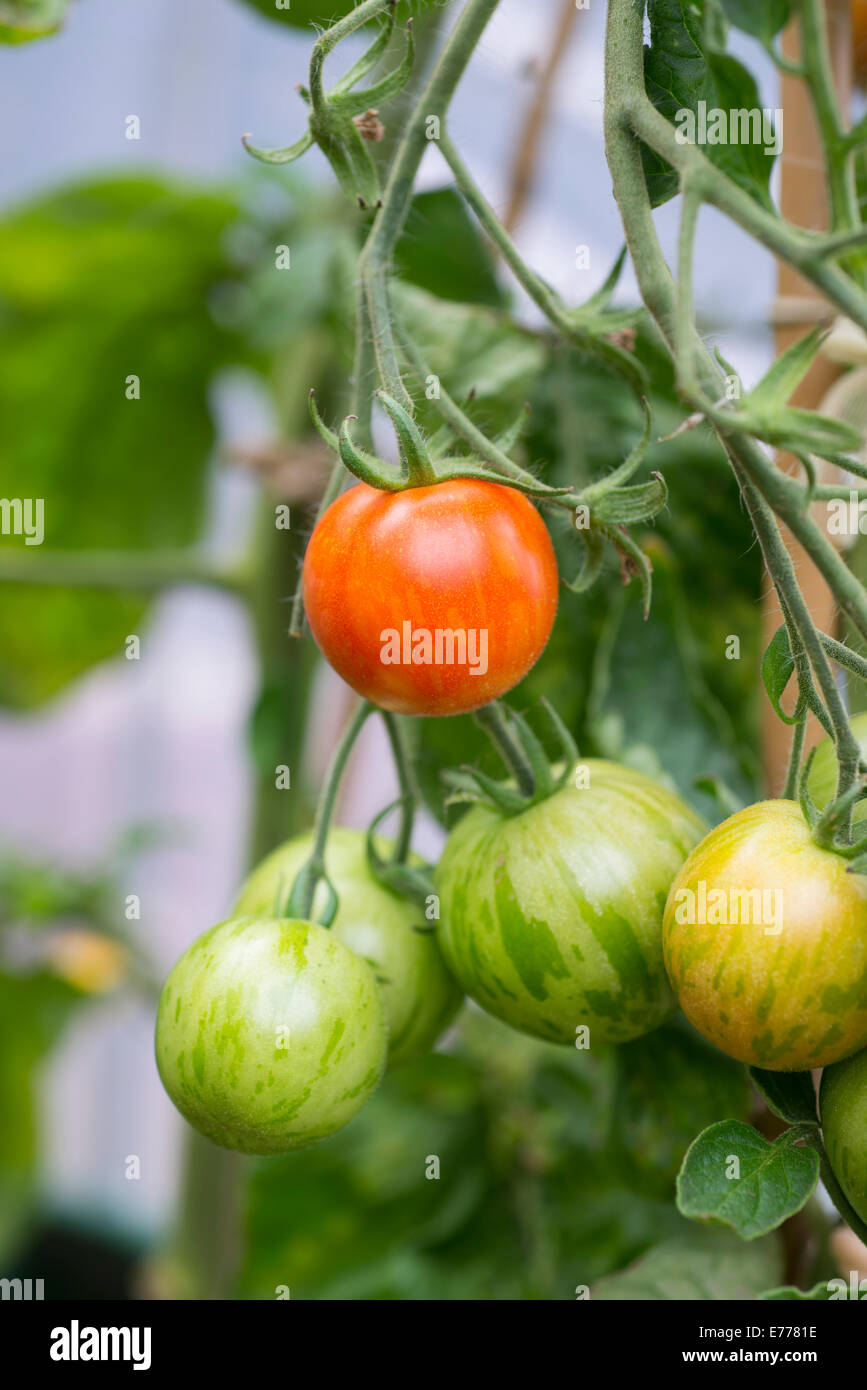 Tomaten Tigerella auf ein Cordon-Werk in das Folienhaus wachsen. VEREINIGTES KÖNIGREICH. Stockfoto