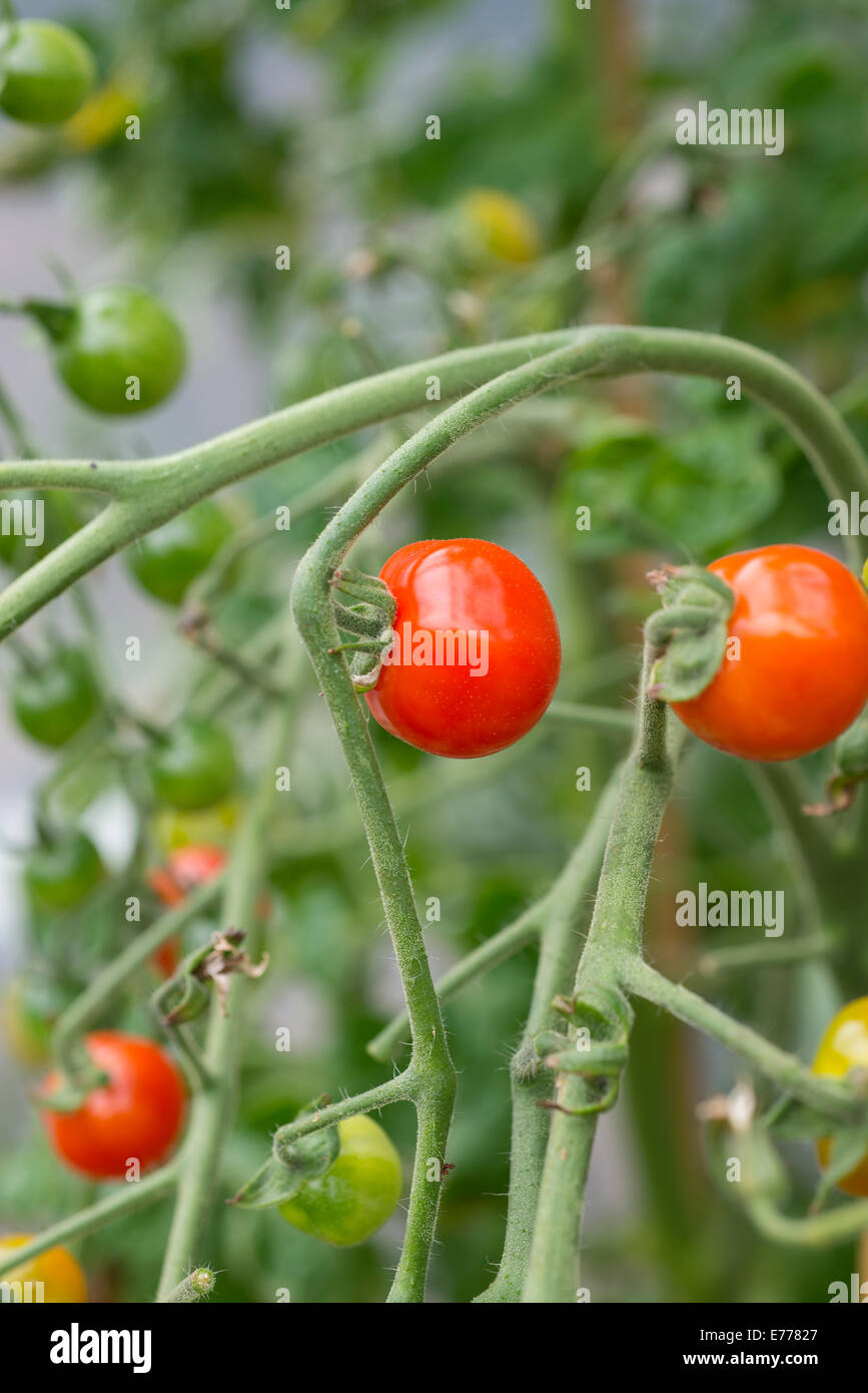 Gärtners Wonne-Cherry-Tomaten wachsen auf einer Anlage im Folientunnel, UK. Stockfoto