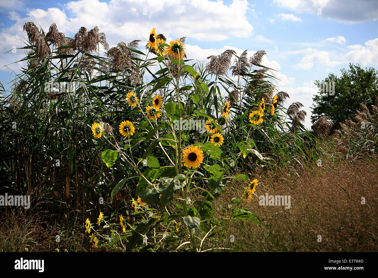 Sonnenblumen und Rohrkolben Stockfoto
