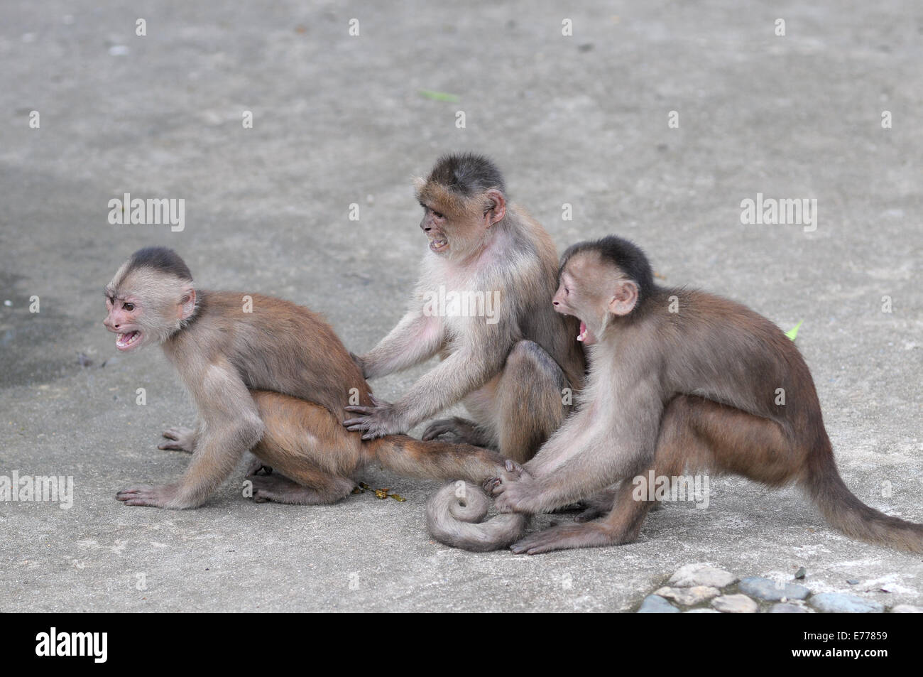 Happy Family (im Affen Konzeption) in Misahualli, Amazonas, Ecuador Stockfoto