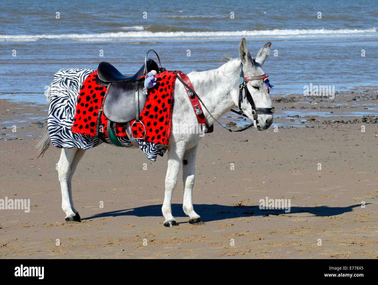 Esel warten auf Kunden für traditionelle Eselreiten am Strand von Blackpool Stockfoto