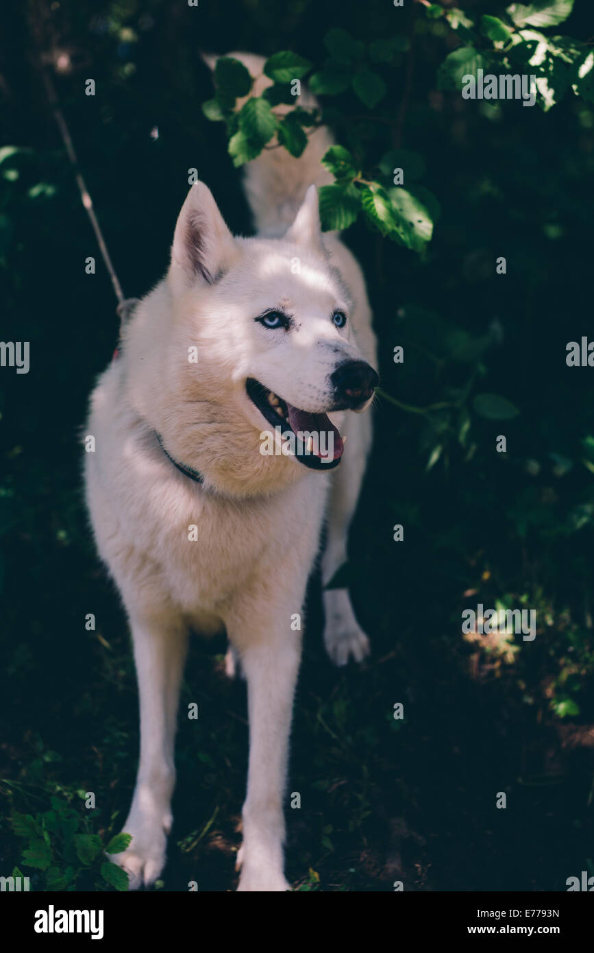 Siberian Husky Laika -Fotos Und -Bildmaterial In Hoher Auflsung Alamy