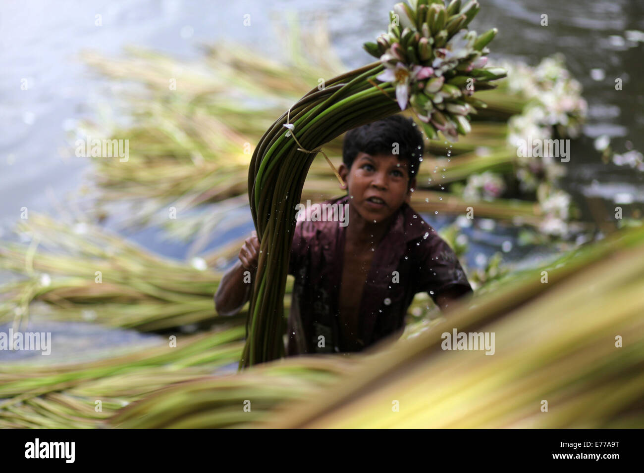 Dhaka, Bangladesch. 8. Sep, 2014. Seerose, die nationale Blume von Bangladesh.The Existenz von einigen Landwirten Feuchtgebiet basiert auf Seerose, die Landwirtschaft, die sie für etwa sechs bis sieben Monate im Jahr zu tun. Bauern nehmen ihre kleinen Boote Seerosen zu holen und auf dem Markt zu verkaufen. Bildnachweis: Zakir Hossain Chowdhury/ZUMA Draht/Alamy Live-Nachrichten Stockfoto