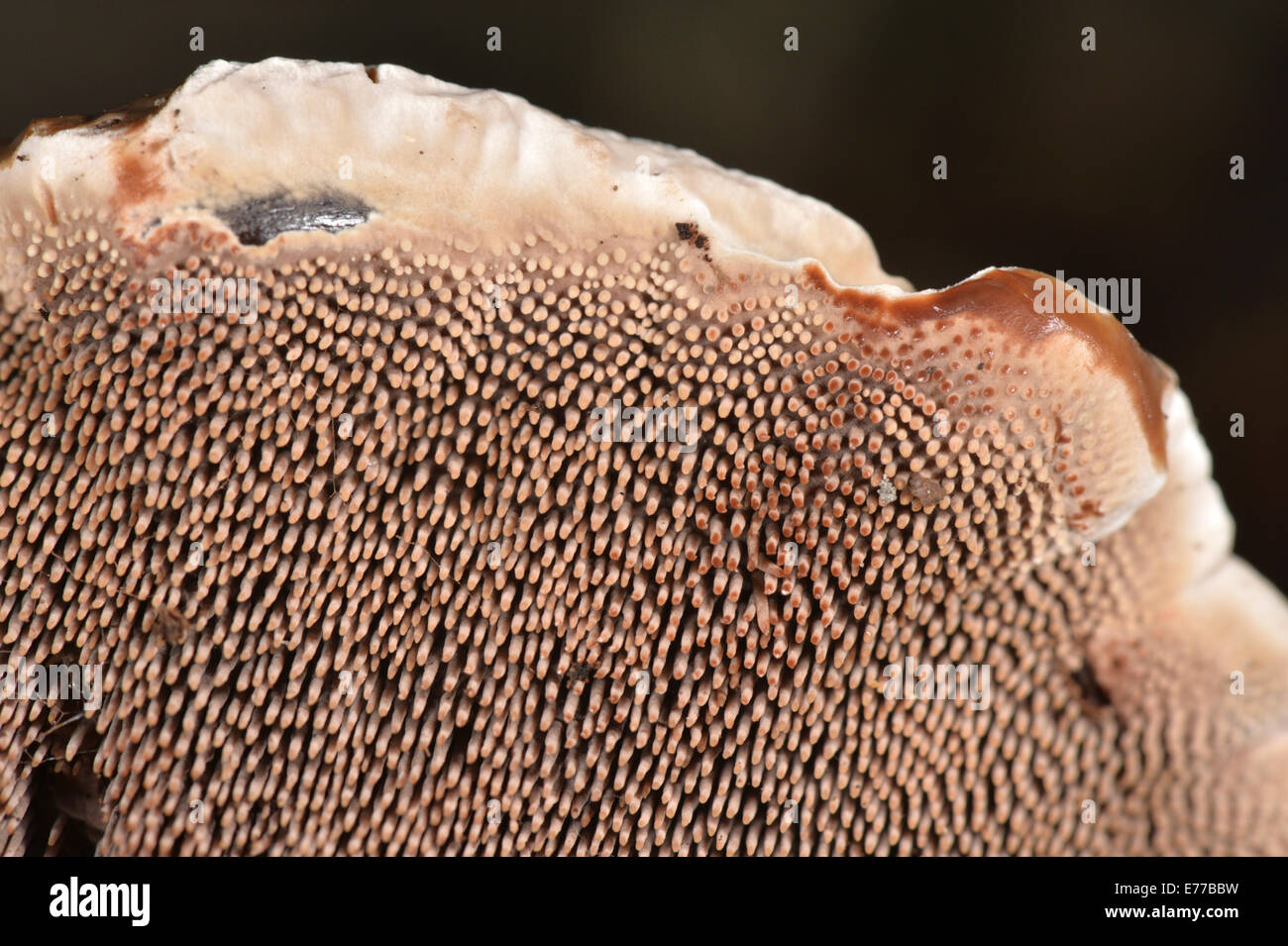 Samt Zahn - Hydnellum spongiosipes Stockfoto