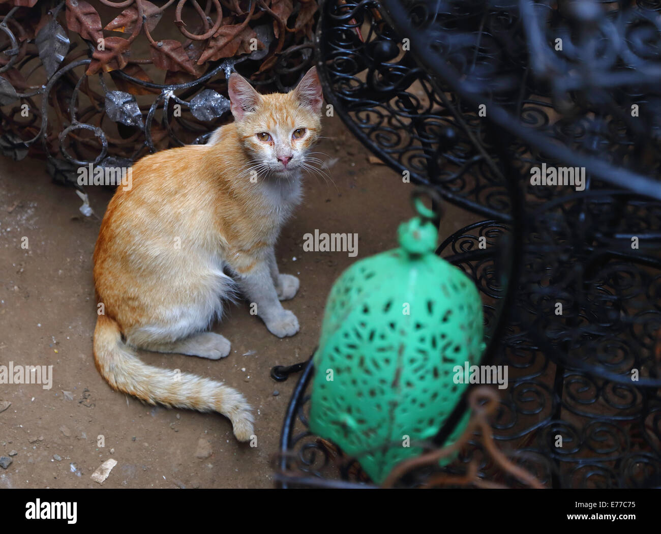 Streunende Katze sitzt unter Metallarbeiten in Gassen und Märkten der Medina oder der alten Stadt von Marrakesch Stockfoto