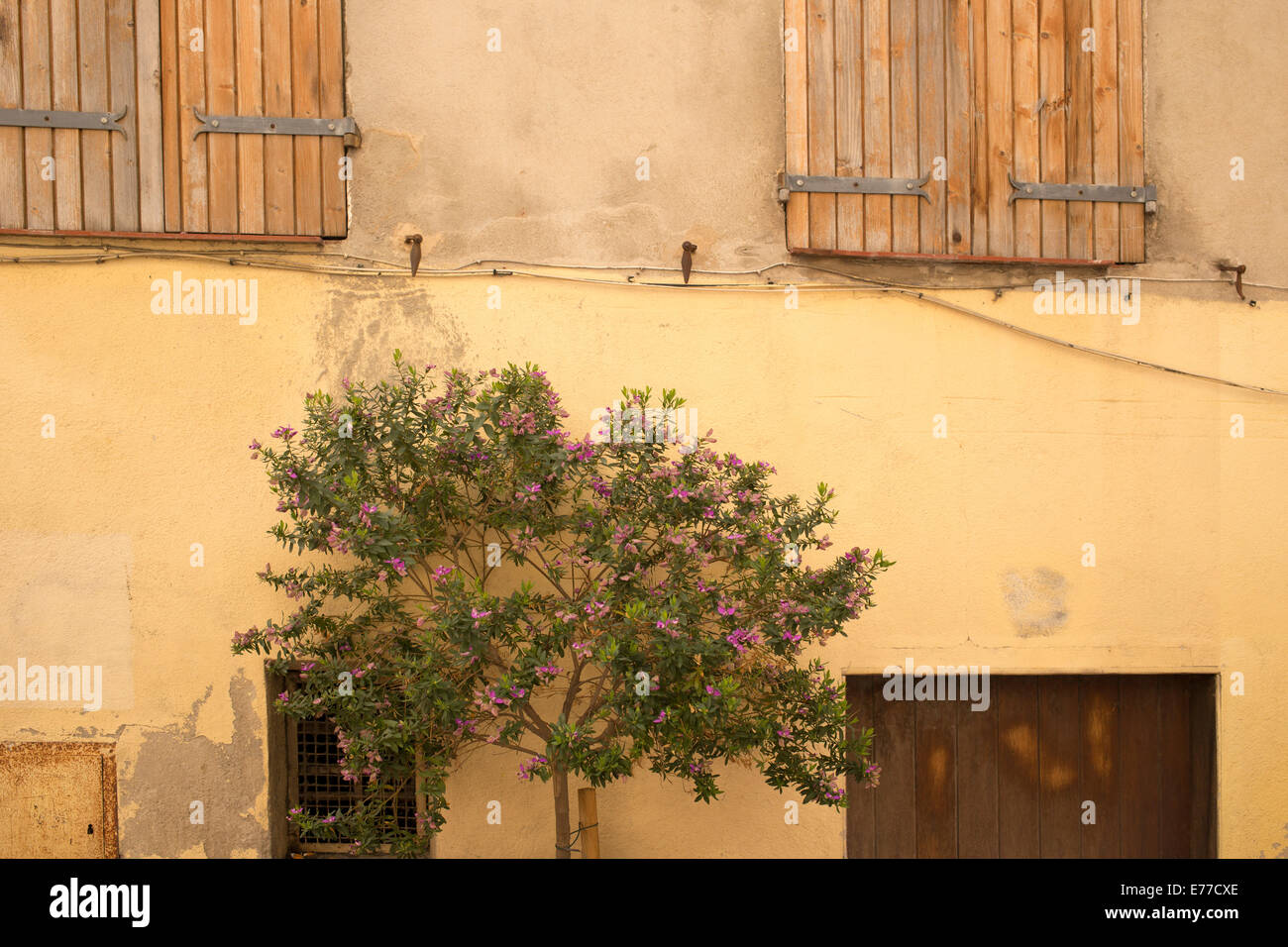 Baum vor Fensterläden Haus in Sanary/Sur/Mer Provence Frankreich Stockfoto