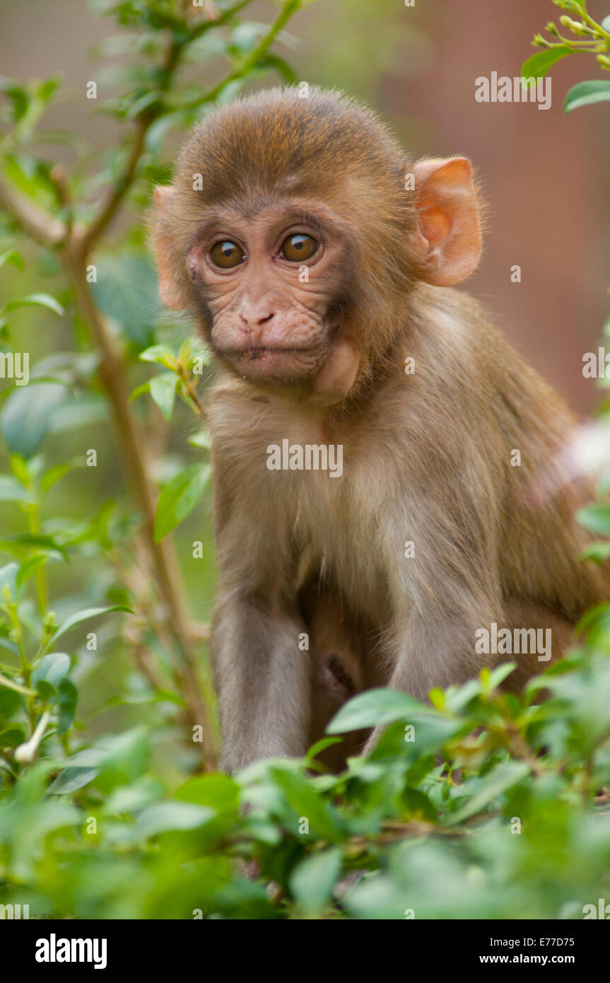 Rhesus-Affe Baby, Monkey Temple, Jaipur, Rajasthan, Indien. Stockfoto