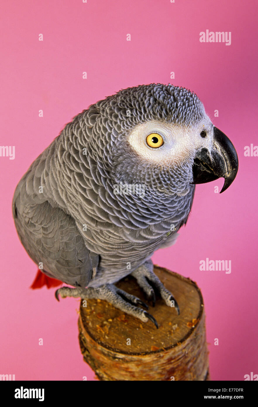 Afrikanische Grau-Papagei-Paittacus e.erithacus Stockfoto