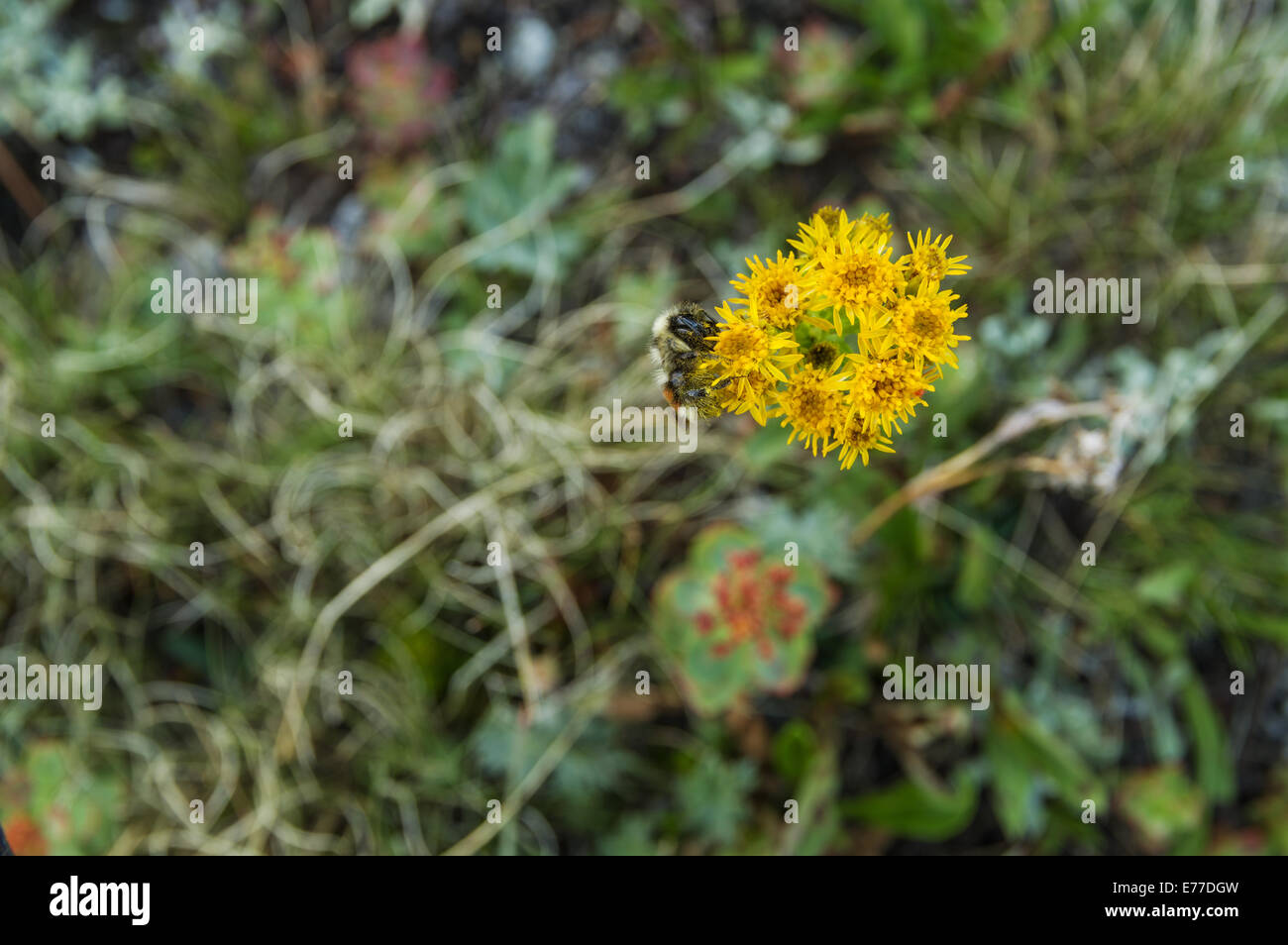 eine einsame Biene bestäubt gelbe Wildblumen Stockfoto