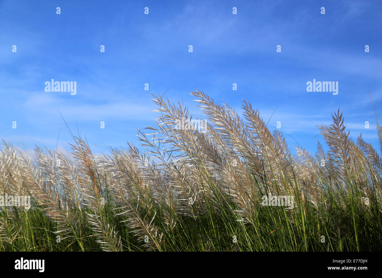 Saccharum Spontaneum oder Kans Rasen lokal bekannt als die Kash Blume in Bangladesch Stockfoto