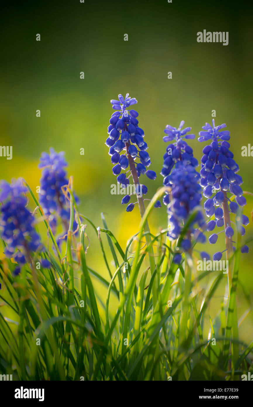 Traubenhyazinthen Blumen Stockfoto