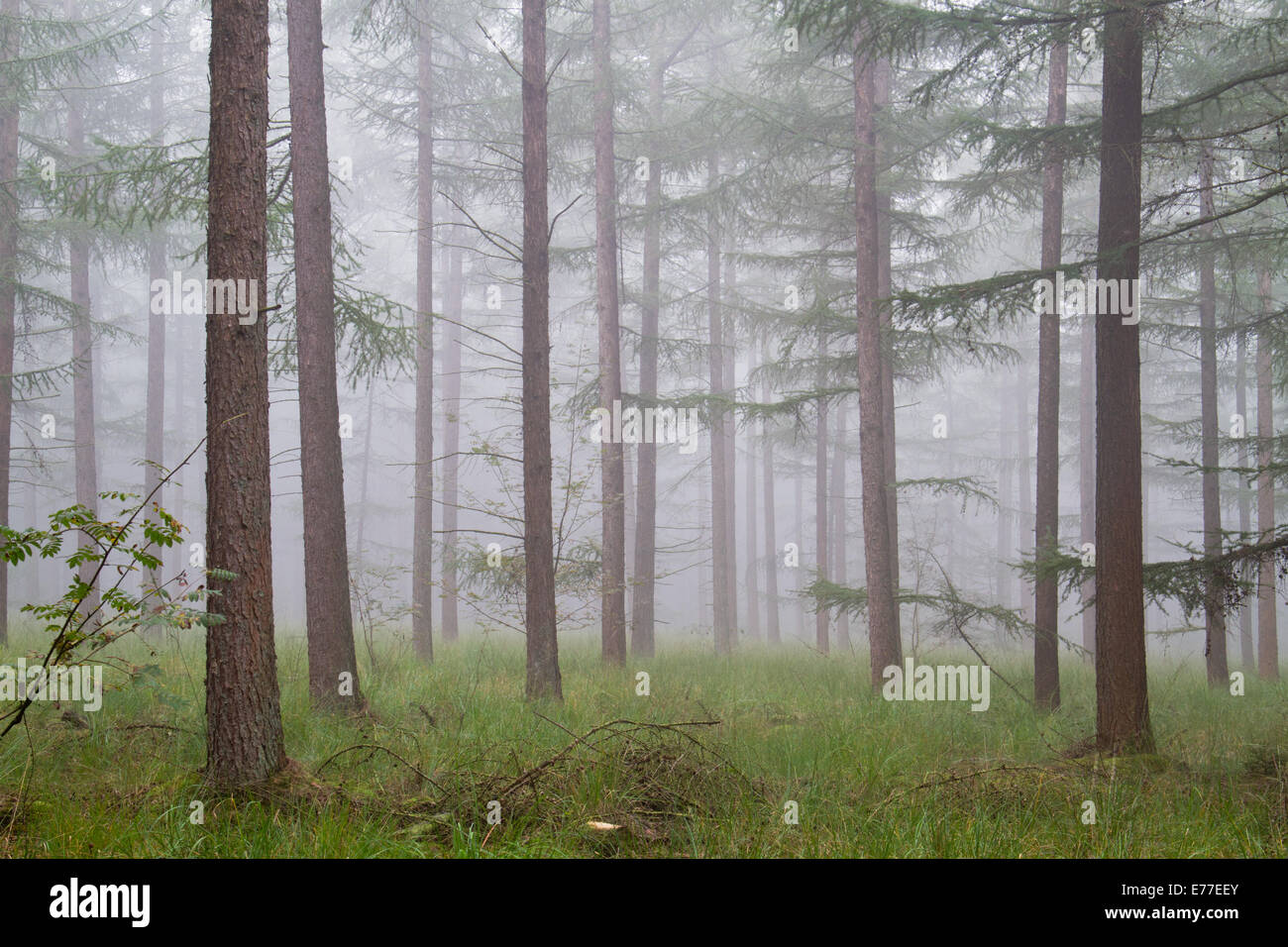 Nebel in einem Lärchenwald Stockfoto