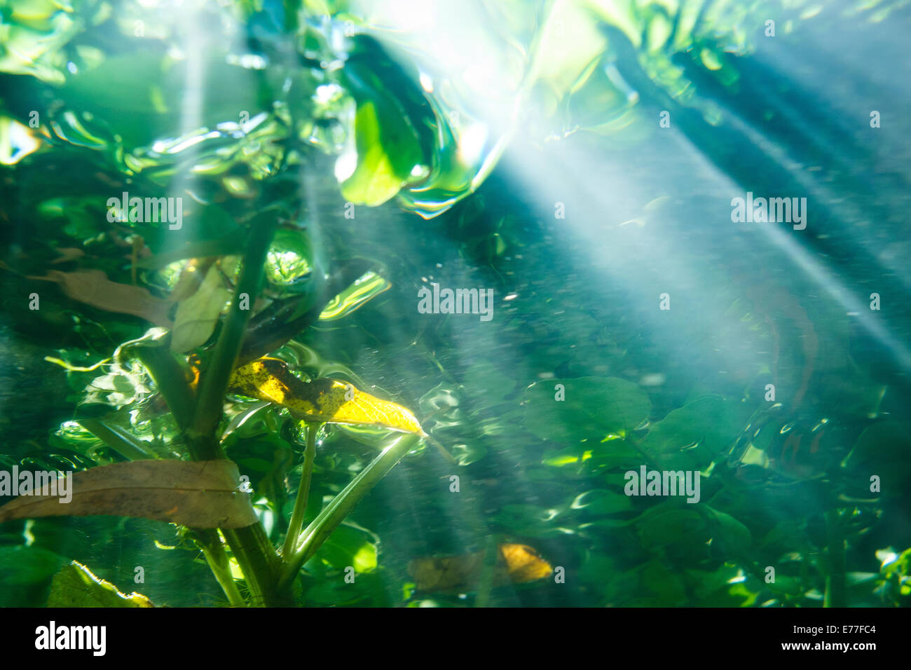 Unterseite der Fluß darent Flussbett Süßwasser deutlich bei Sonnenschein noch voller Algen Unkraut Sonnenstrahlen Streifen Wasser gedacht Stockfoto