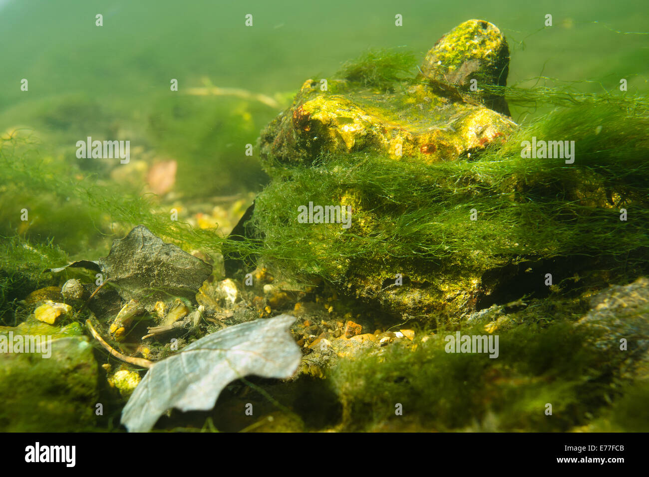 Unterseite der Fluß darent Flussbett Süßwasser deutlich bei Sonnenschein noch voller Algen Unkraut Sonnenstrahlen Streifen Wasser gedacht Stockfoto