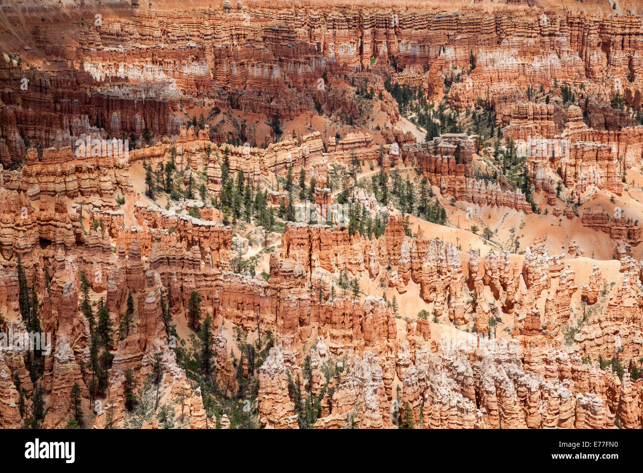 Orange Kalkstein Hoodoos, Bryce Canyon Stockfoto