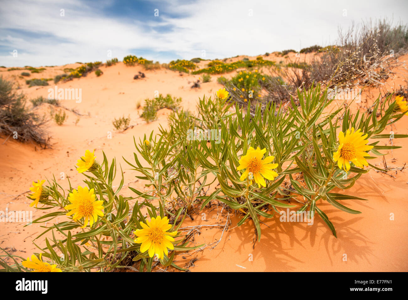 Gelbe Blumen in Sanddünen Stockfoto