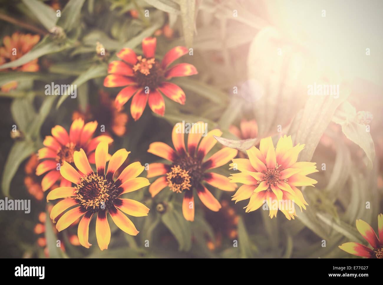Vintage Blumen Natur Hintergrund. Stockfoto