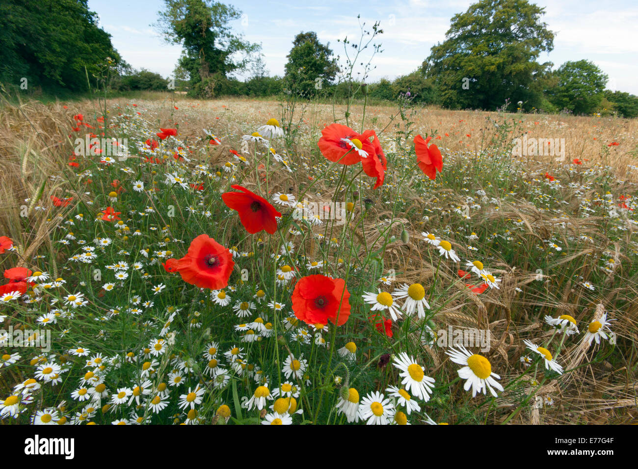 Feld Mohnblumen Papaver Rhoeas und Mais Kamille wächst in Bio Gerste Ernte Stockfoto
