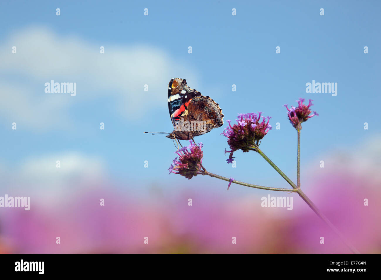 Red Admiral Schmetterling Vanessa atalanta Fütterung auf eisenkraut im Garten August Stockfoto