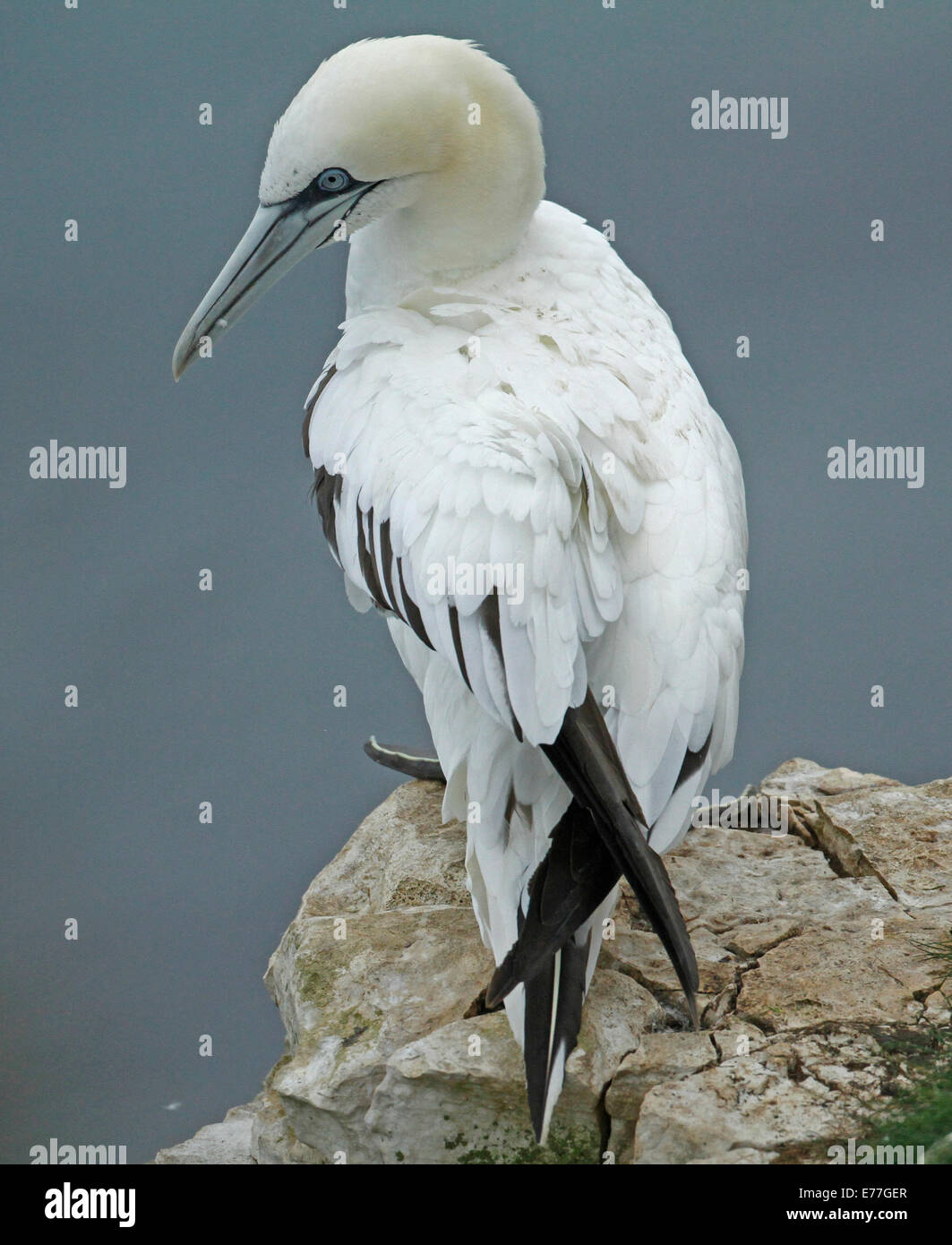 Tölpel Stockfoto