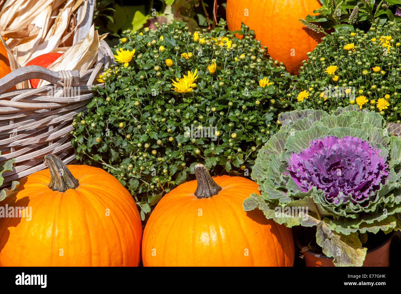 Kürbisse, Squash, Pflanzen, dekorativen Display Stockfoto