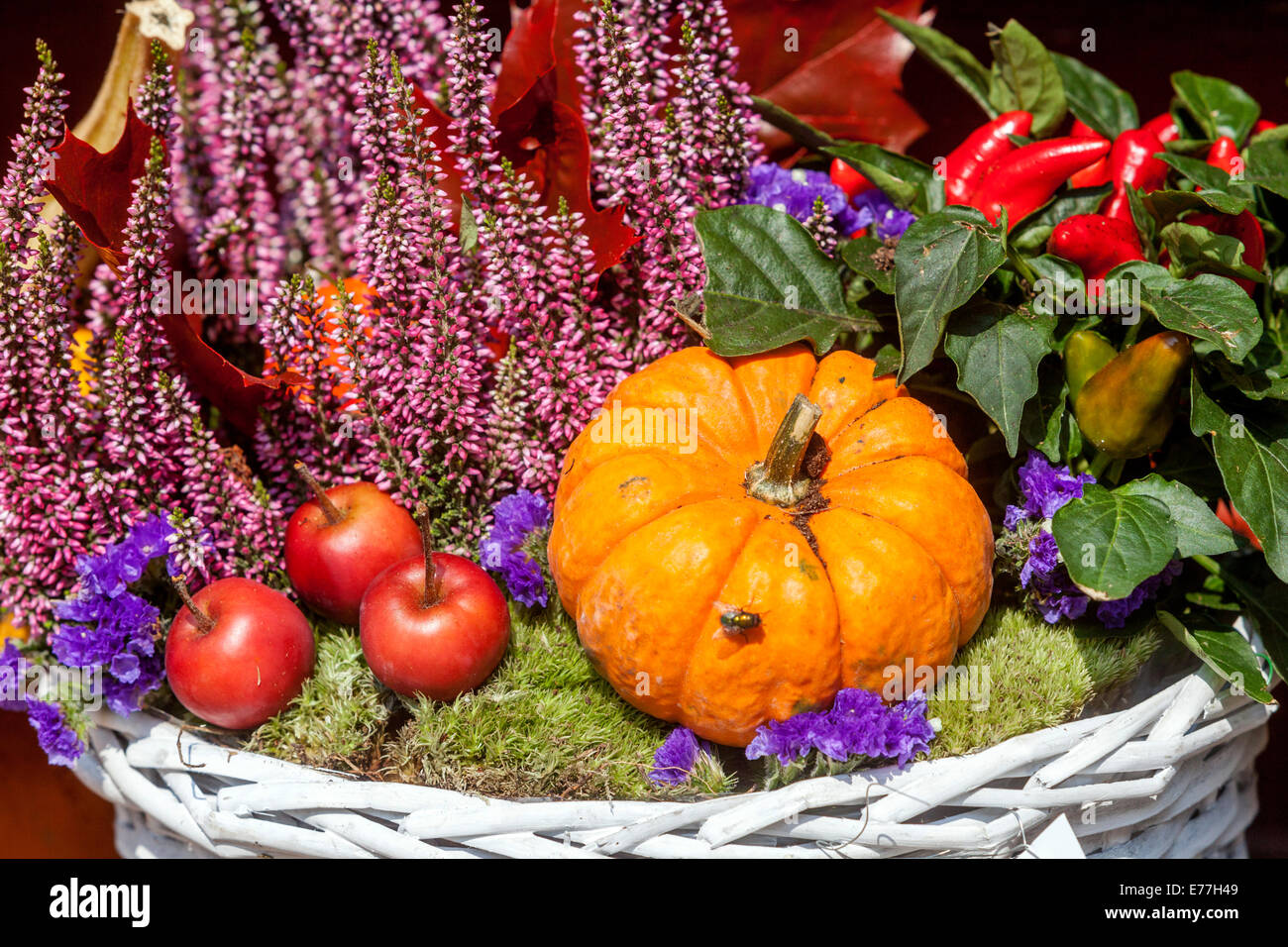 Kürbiskürbis, Heidekraut, Vintage Shop dekorative Ausstellung Ornamental Kürbis Stockfoto
